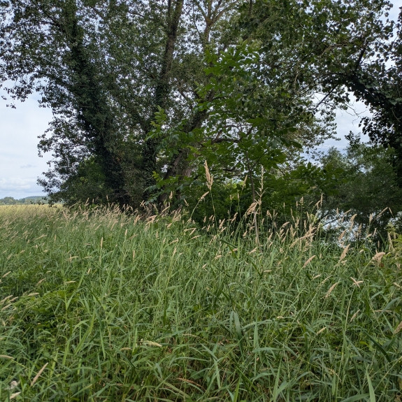 Zone mise en défens sur un contrat MAEC à la confluence de la Garonne et de la Séoune en Lot-et-Garonne