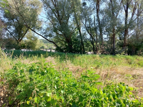 Mise en place d'une mesure de maintien du milieu ouvert (Gironde)