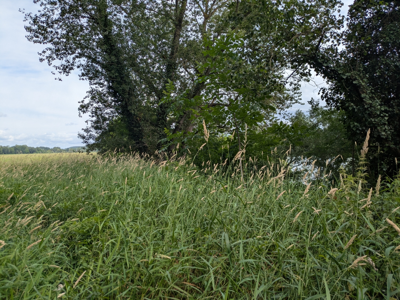 Zone mise en défens sur un contrat MAEC à la confluence de la Garonne et de la Séoune en Lot-et-Garonne